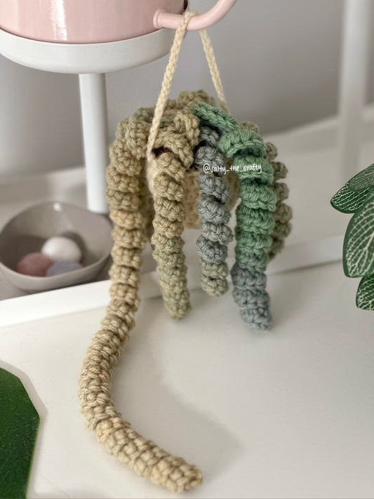 variegated curly plant