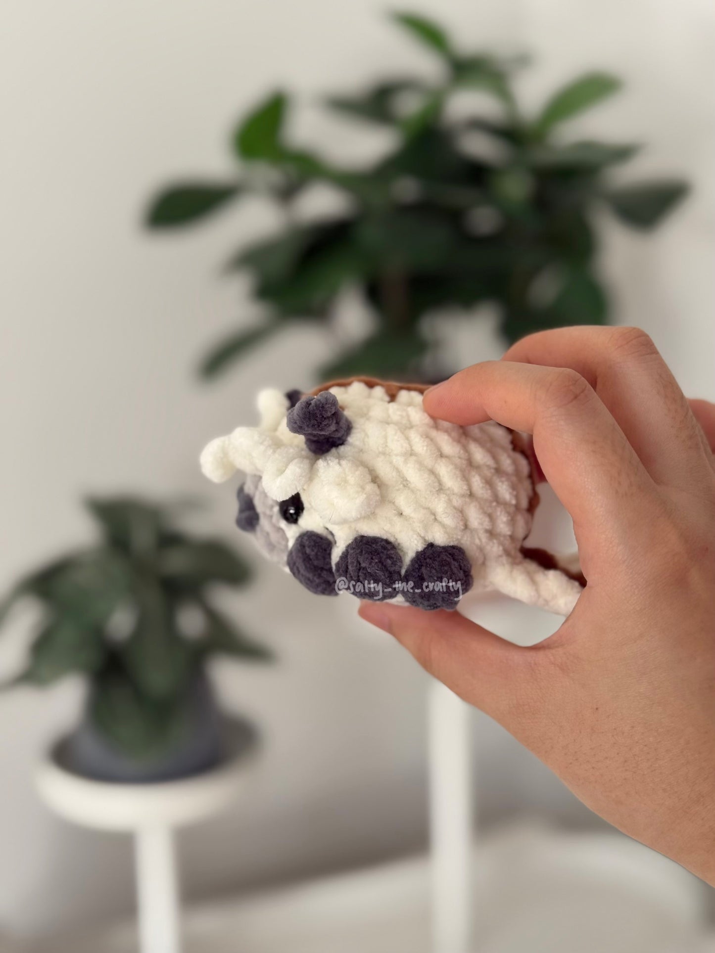 appa