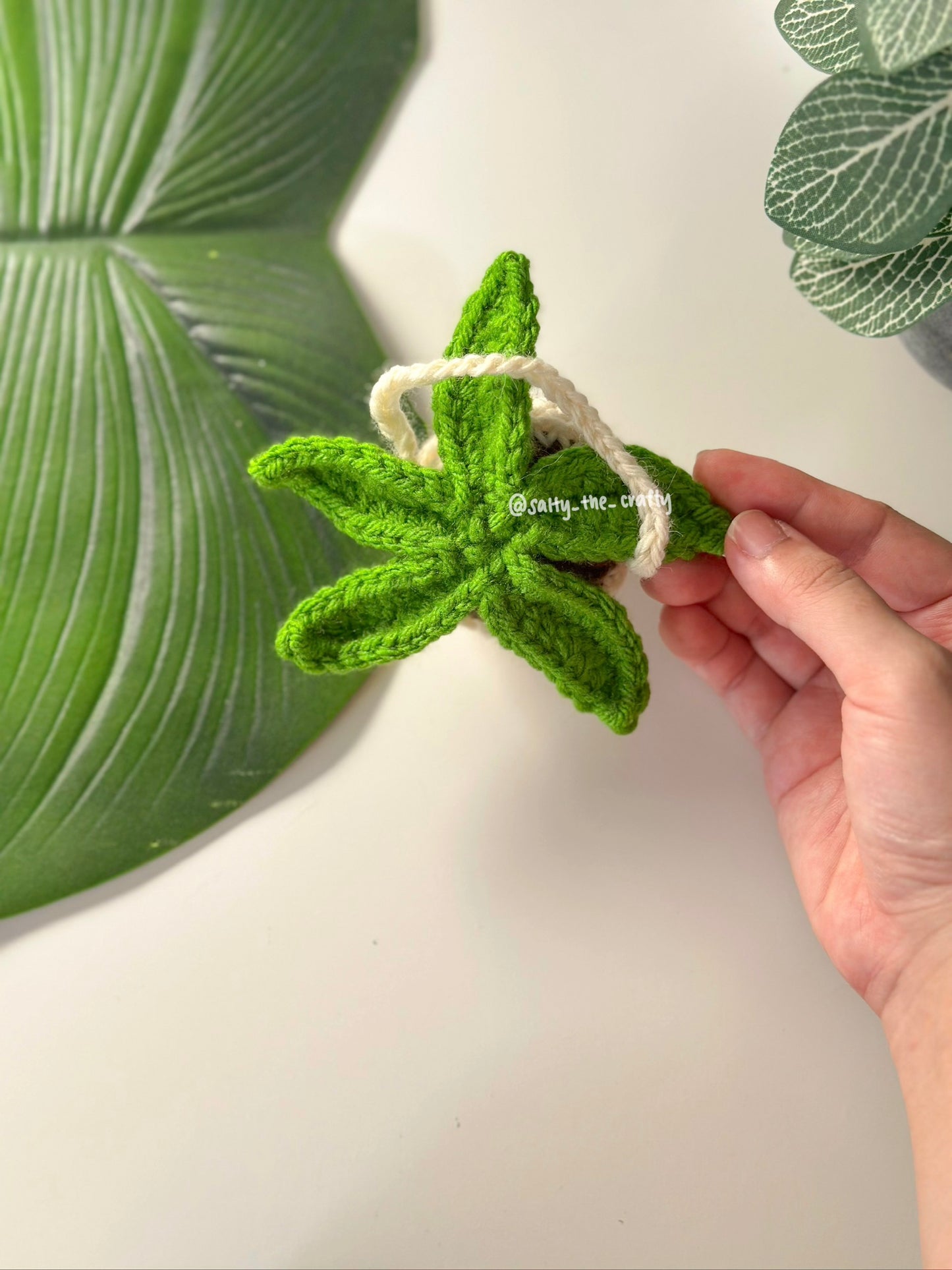 star shaped plant