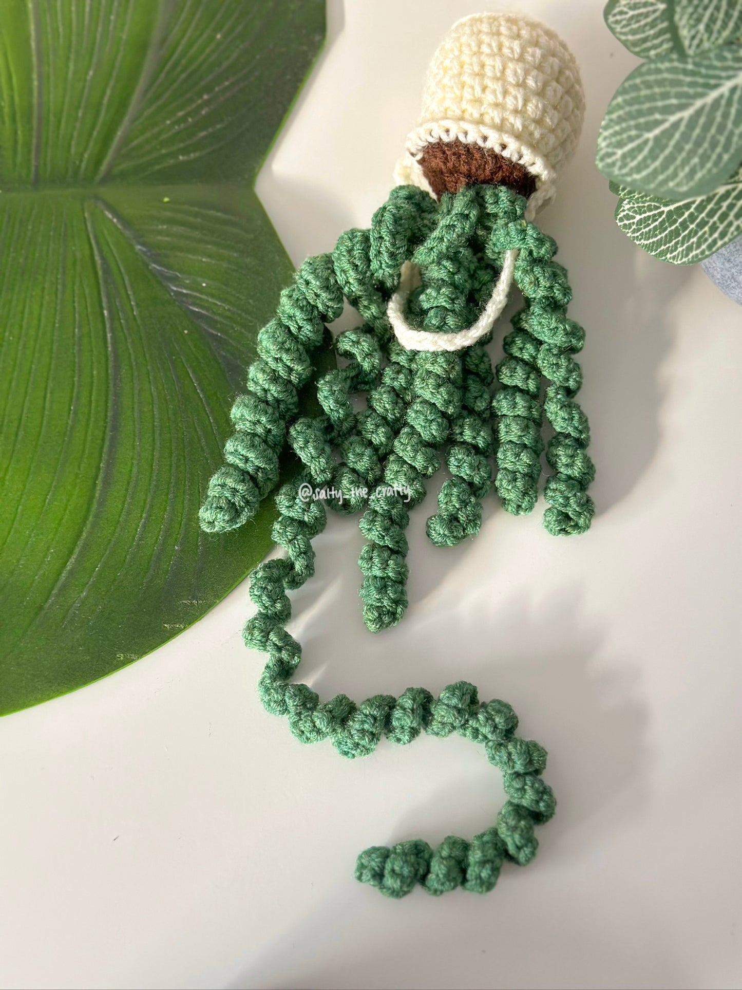 curly plant