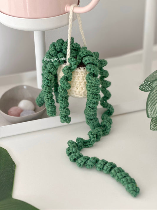 curly plant