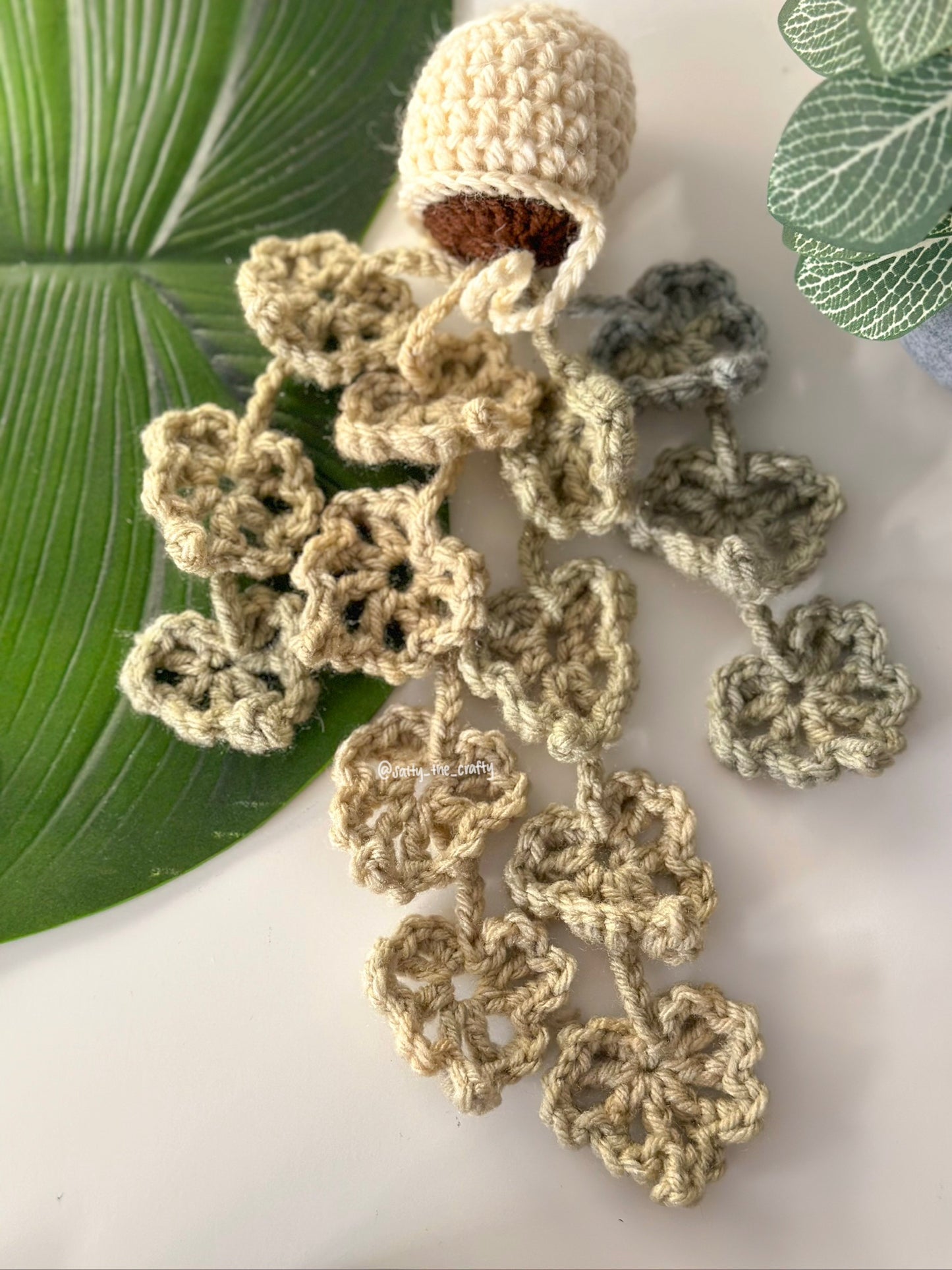 variegated monstera